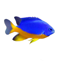 Imagem do produto Donzela Kupang